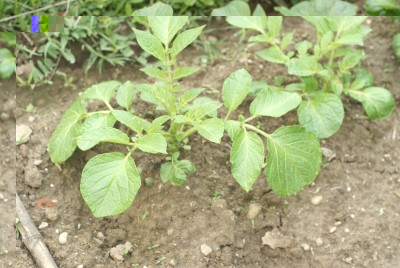 DSC09321.JPG (157.46 KiB) Osservato 777 volte DSC09321.JPG