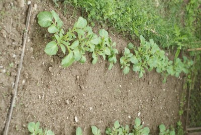 DSC09323.JPG (192.84 KiB) Osservato 777 volte DSC09323.JPG