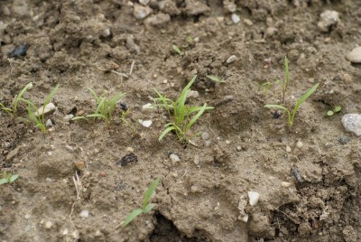 DSC09324.JPG (203.49 KiB) Osservato 777 volte DSC09324.JPG