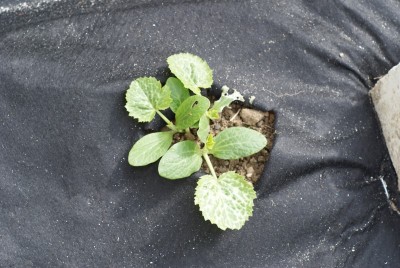 DSC09325.JPG (170.83 KiB) Osservato 776 volte DSC09325.JPG