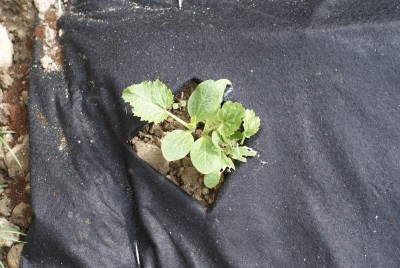 DSC09326.JPG (200.18 KiB) Osservato 776 volte DSC09326.JPG