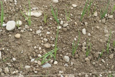 DSC09327.JPG (238.71 KiB) Osservato 776 volte DSC09327.JPG