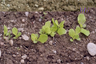 DSC09330.JPG (189.99 KiB) Osservato 776 volte DSC09330.JPG