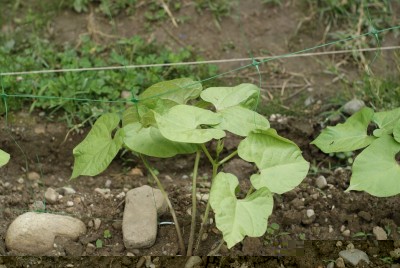 DSC09328.JPG (157.29 KiB) Osservato 776 volte DSC09328.JPG