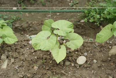 DSC09329.JPG (175.93 KiB) Osservato 776 volte DSC09329.JPG