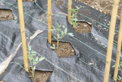 DSC09331.JPG (201.11 KiB) Osservato 776 volte DSC09331.JPG