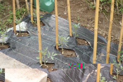 DSC09332.JPG (198.74 KiB) Osservato 776 volte DSC09332.JPG