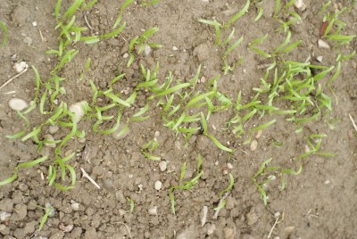 DSC09333.JPG (207.61 KiB) Osservato 775 volte DSC09333.JPG