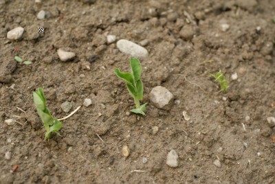 DSC09334.JPG (169.66 KiB) Osservato 775 volte DSC09334.JPG