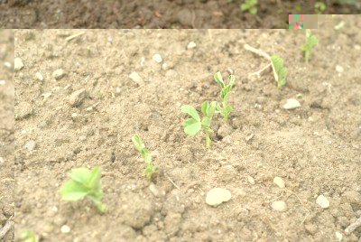 DSC09335.JPG (165.92 KiB) Osservato 775 volte DSC09335.JPG