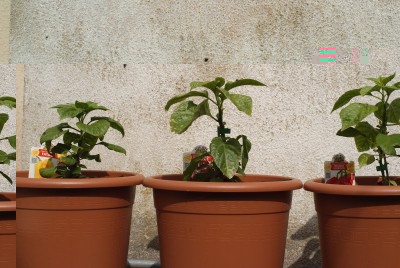 DSC09336.JPG (180.92 KiB) Osservato 775 volte DSC09336.JPG