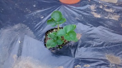 Fragola in crescita 1.jpg (112.07 KiB) Osservato 766 volte Fragola in crescita 1.jpg