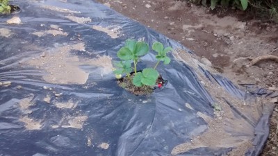 Fragola in crescita 2.jpg (144.99 KiB) Osservato 766 volte Fragola in crescita 2.jpg