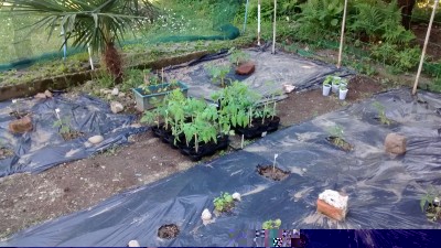 Piante pronte al trapianto.jpg (191.87 KiB) Osservato 766 volte Piante pronte al trapianto.jpg