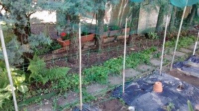 Rete rampicante piselli.jpg (199.77 KiB) Osservato 763 volte Rete rampicante piselli.jpg