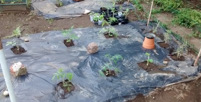 Trapianti 1.jpg (123.33 KiB) Osservato 1314 volte Trapianti 1.jpg