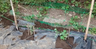 Trapianti piselli.jpg (128.97 KiB) Osservato 1314 volte Trapianti piselli.jpg