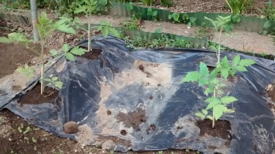 Trapianti pomodori 1.jpg (139.65 KiB) Osservato 1314 volte Trapianti pomodori 1.jpg