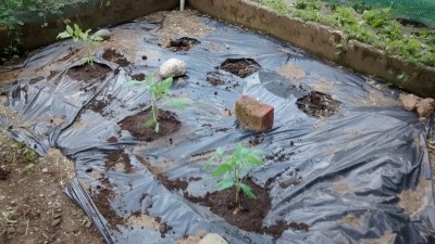 Trapianti pomodori 2.jpg (176.53 KiB) Osservato 1314 volte Trapianti pomodori 2.jpg