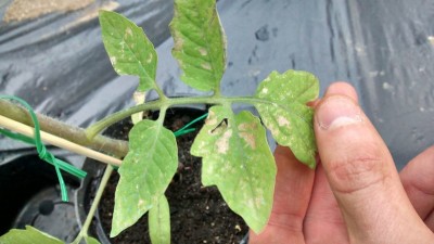 Foglie rovinate 2.jpg (111.72 KiB) Osservato 1314 volte Foglie rovinate 2.jpg