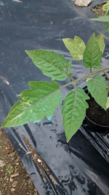 Foglie rovinate 3.jpg (84.52 KiB) Osservato 1314 volte Foglie rovinate 3.jpg