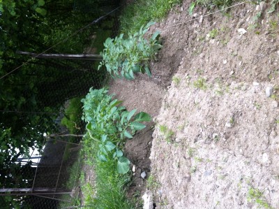 IMG_0038.JPG (219.16 KiB) Osservato 733 volte IMG_0038.JPG