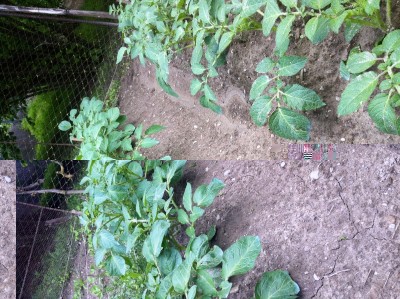 IMG_0039.JPG (236.17 KiB) Osservato 733 volte IMG_0039.JPG