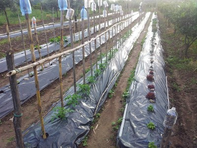 Visione generale / orto_estivo.jpg orto_estivo.jpg