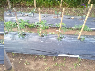 Pomodori e cavoli rossi / pomodori e cavoli.jpg pomodori e cavoli.jpg