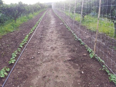 Fagioli bassi e rampicanti / fagioli.jpg fagioli.jpg