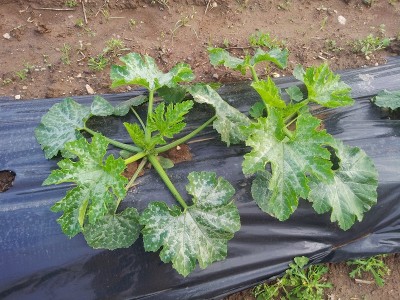 Zucchine seminate a dimora / zucchini.jpg zucchini.jpg