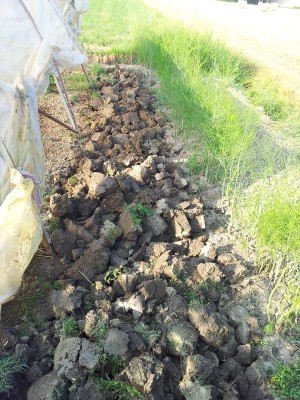 terra vangata / 20140510_081141.jpg 20140510_081141.jpg