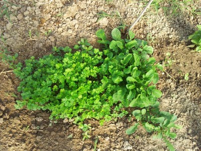 Prezzemolo e rucola / 20140510_090619.jpg 20140510_090619.jpg