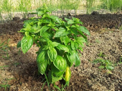 Basilico / 20140510_090628.jpg 20140510_090628.jpg