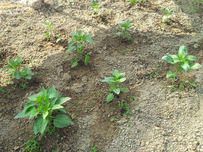 Peperoncini calabresi / 20140510_090637.jpg 20140510_090637.jpg