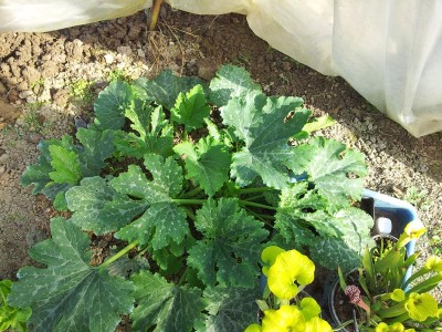 Zucchine / 20140510_090658.jpg 20140510_090658.jpg