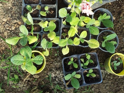 tabacco / 20140510_090643.jpg 20140510_090643.jpg