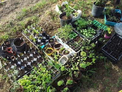 piantine varie / 20140510_090705.jpg 20140510_090705.jpg