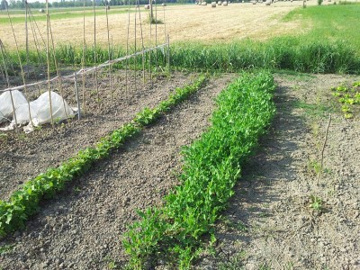 piselli e fagiolini / 20140510_090720.jpg 20140510_090720.jpg