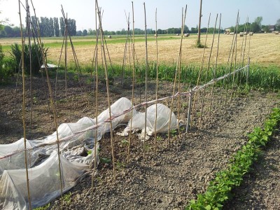 pomodori / 20140510_090730.jpg 20140510_090730.jpg