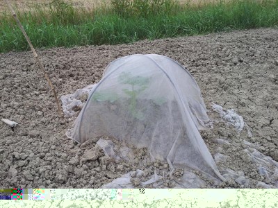 Atlantic giant / 20140510_183735.jpg 20140510_183735.jpg