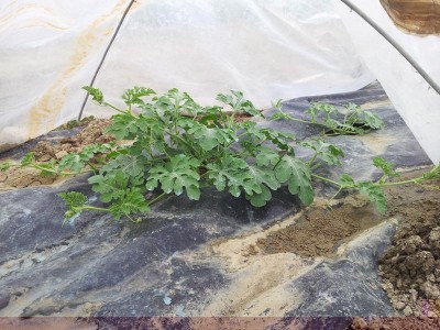 Cocomere crimson / 20140510_183832.jpg 20140510_183832.jpg