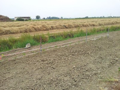 Pomodori / 20140510_183903.jpg 20140510_183903.jpg