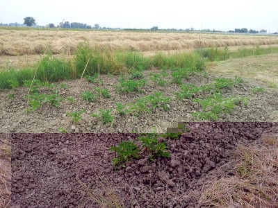 Patate / 20140510_183933.jpg 20140510_183933.jpg