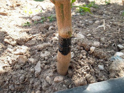 scotch / sam_9303.jpg sam_9303.jpg