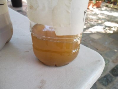 macerato ortica / sam_9306.jpg sam_9306.jpg