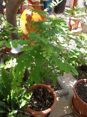 pianta ?? / sam_9304.jpg sam_9304.jpg