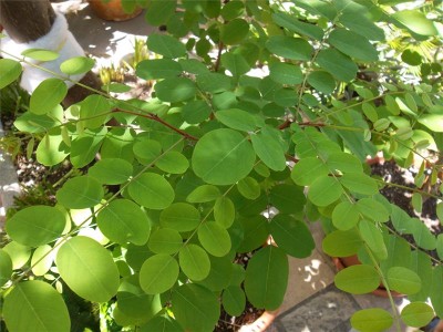 pianta ??? / sam_9305.jpg sam_9305.jpg