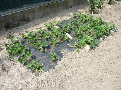 pacciamatura con ombreggiante fragole / pacciamatura con ombreggiante fragole.jpg pacciamatura con ombreggiante fragole.jpg