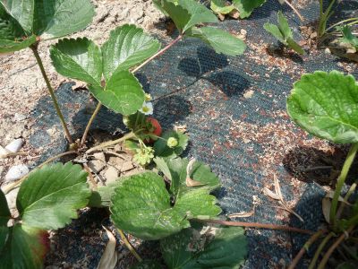 particolare pacciamatura fragole / particolare pacciamatura fragole.jpg particolare pacciamatura fragole.jpg
